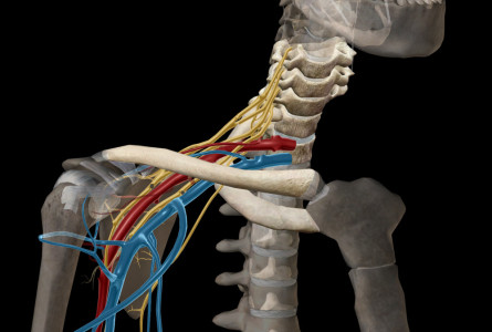 costoclaviculaire osteopathe lyon